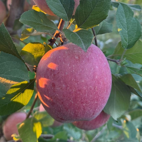 Fuji paket 5 kg - najslađa i najhrskavija