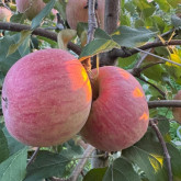 Fuji paket 5 kg - najslađa i najhrskavija