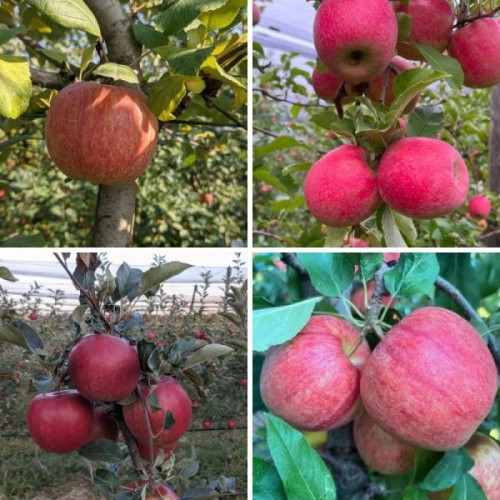 Mix paket svih sorti 5 kg